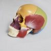 Kiefergelenk und Cranium - Auswirkungen auf den Körper