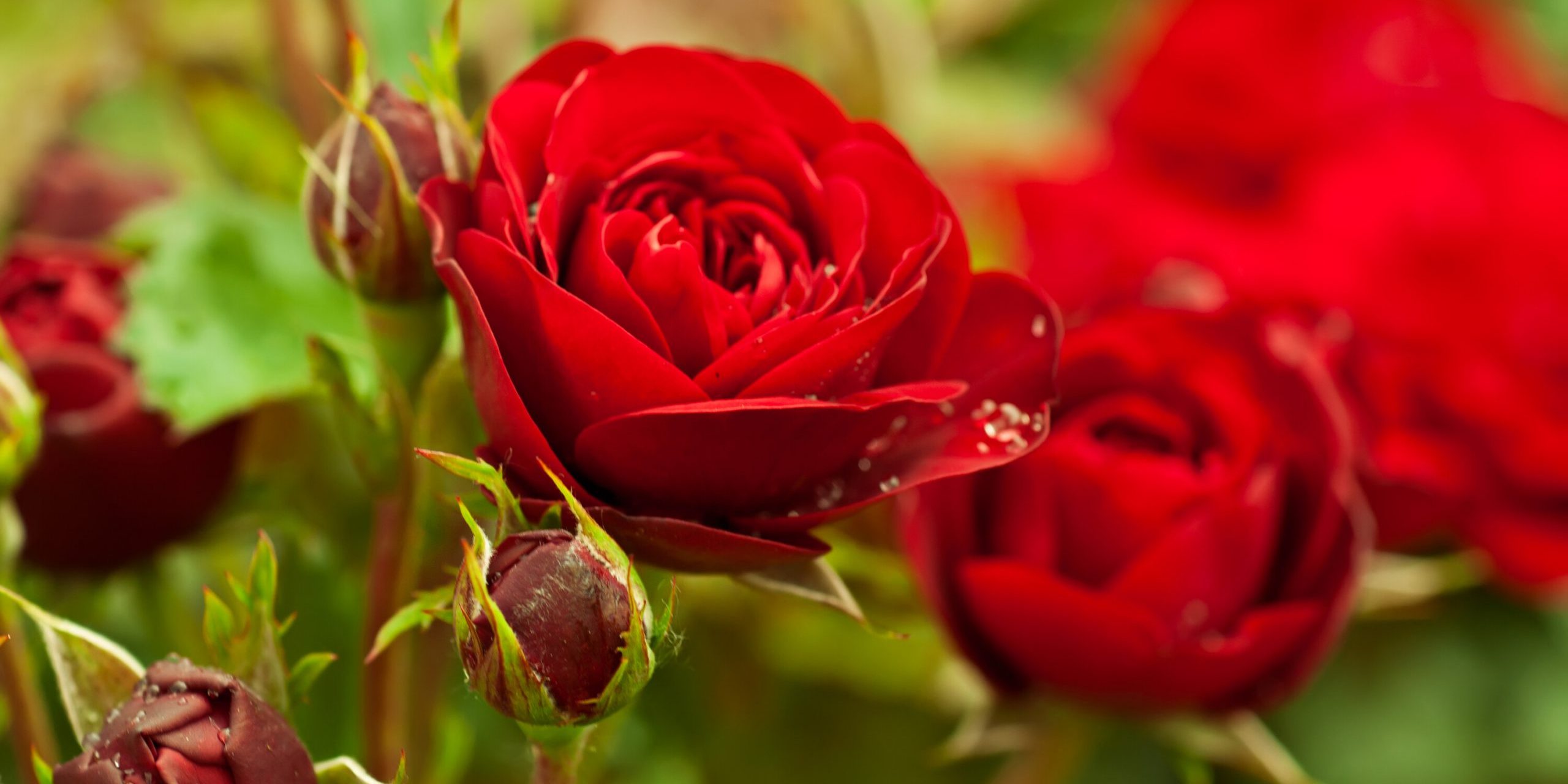 canstockphoto19241387