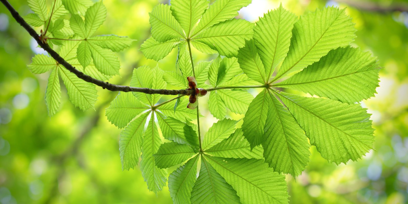 canstockphoto27318997