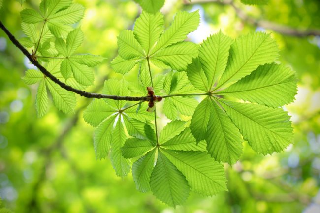 canstockphoto27318997