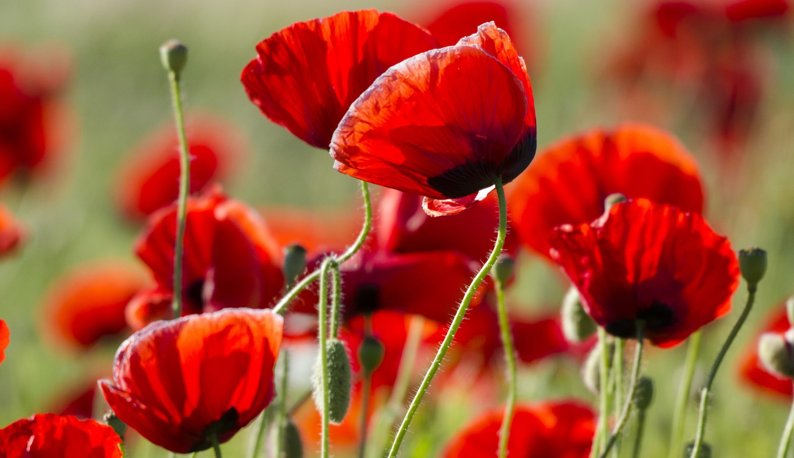 Hals - Kiefer - Nacken