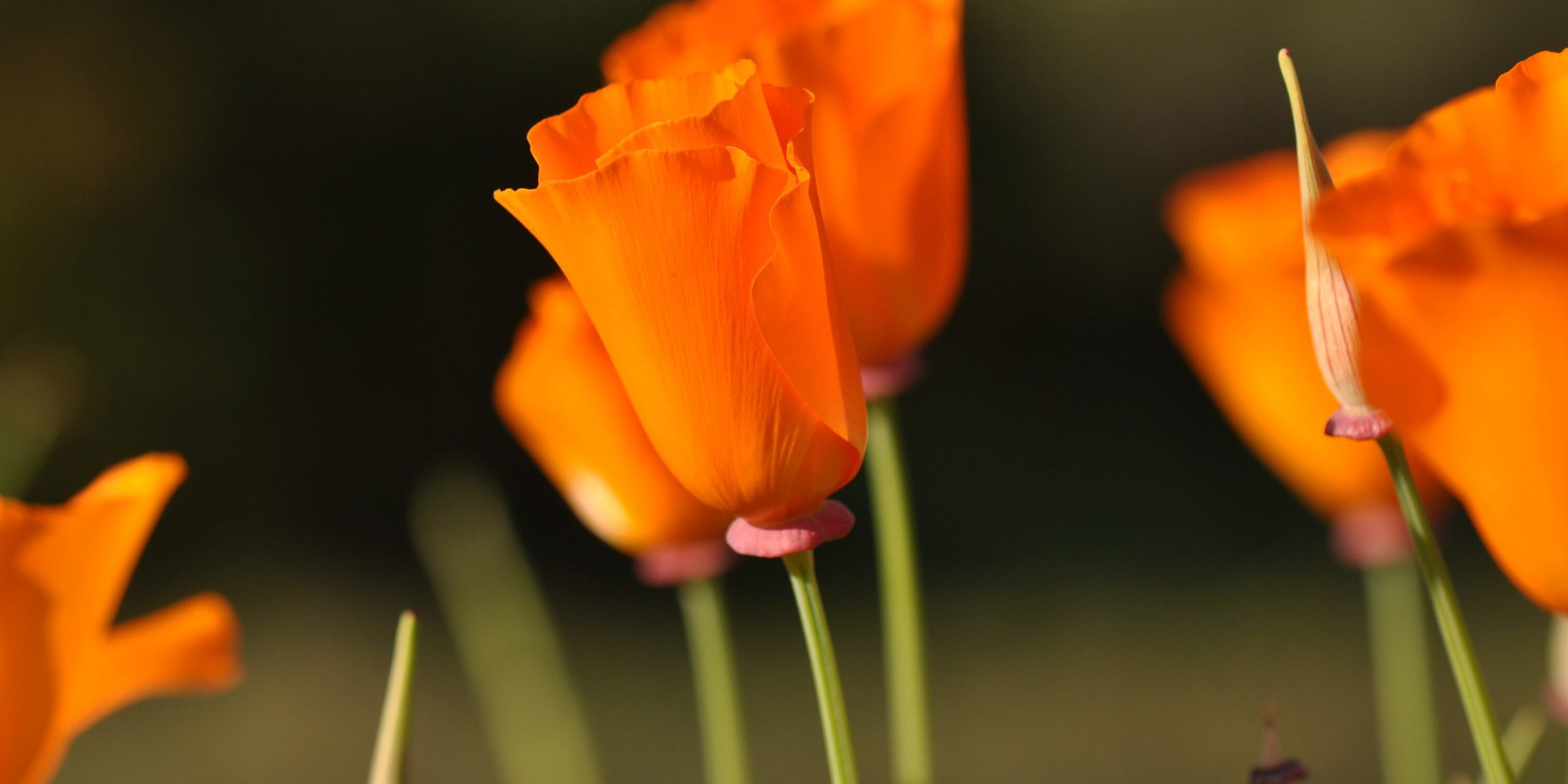 canstockphoto8976140