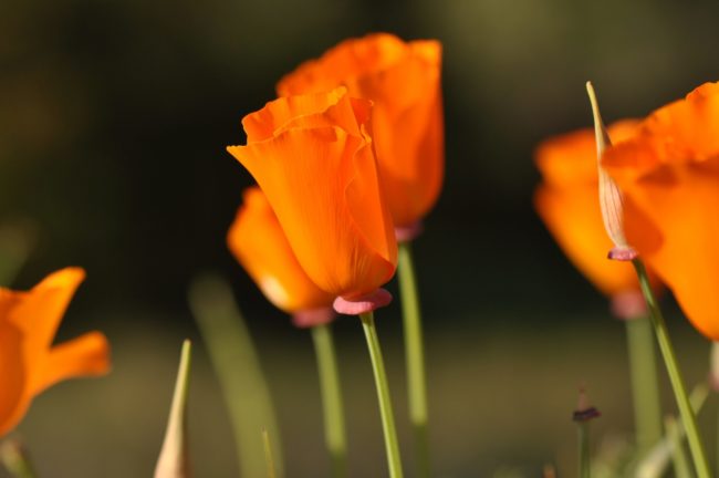 canstockphoto8976140