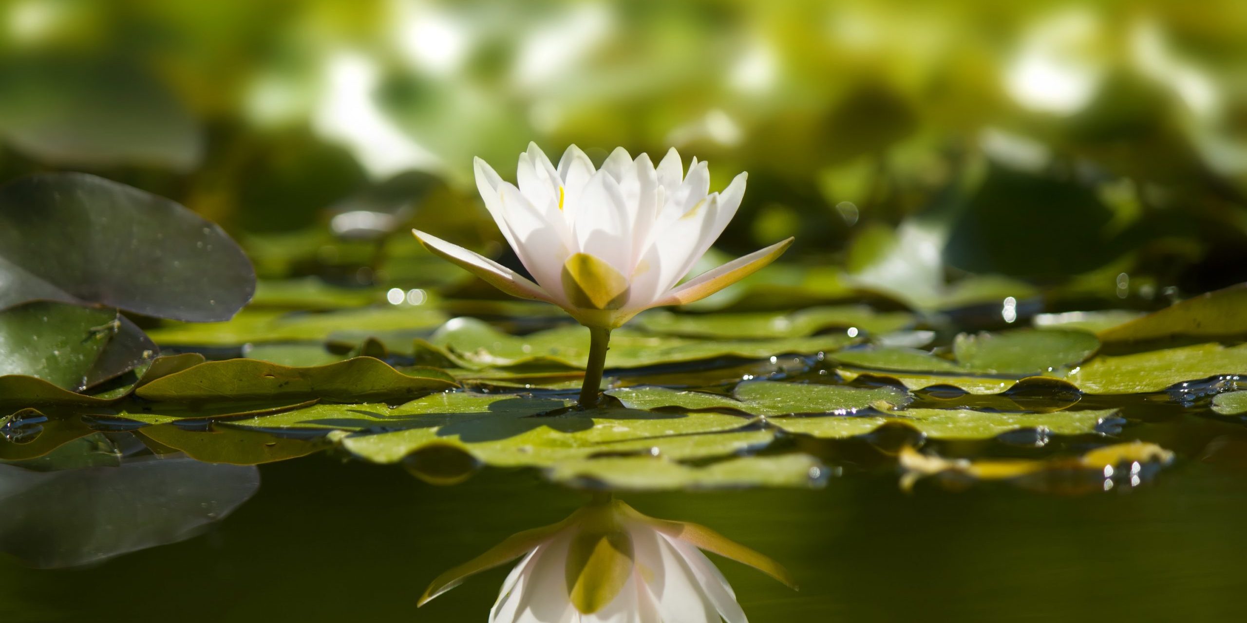 canstockphoto10306162